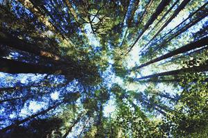 looking toward the tree tops